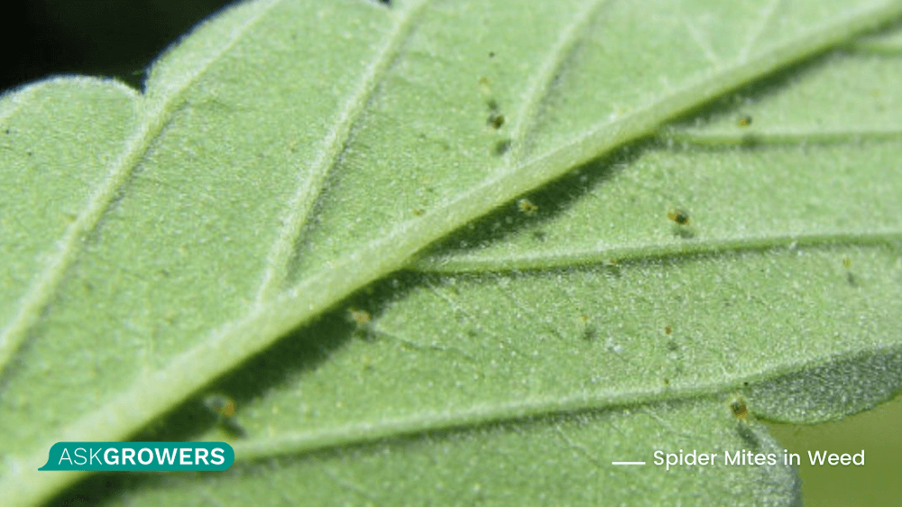 Spider Mites on Weed Plant